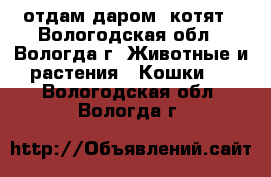 отдам даром  котят - Вологодская обл., Вологда г. Животные и растения » Кошки   . Вологодская обл.,Вологда г.